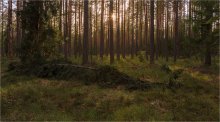 Im Kiefernwald / ***
