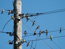 Birdies auf der Linie / ***