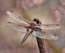 Dragonfly Traum / ******************