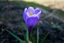 Resurrected Krokusse / ---
