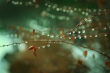 Halskette der Natur / ***