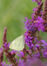 Kohlkopfschmetterling / ***