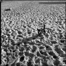 Vicious Hund / ***