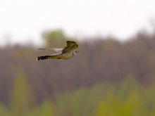 Kuckuck. Einer flog über das ... / ***