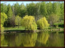 Frühling auf dem Teich ryumenskom / 2013