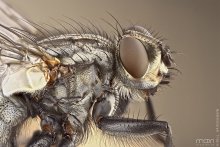 Fly / ***