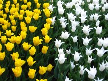 Tulpen / ***
