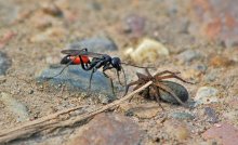 Nothilfe Insekten / ***