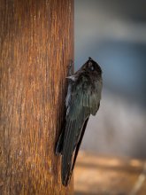 Schlafen Swift / ***
