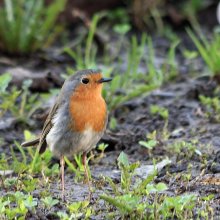 Robin / ***