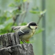 Lautsprecher / ***