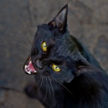 Eine hungrige Katze / ***