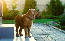  / my dog