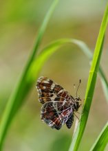Pestrokrylnitsa flüchtigen / ***