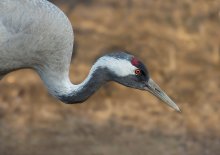 Crane / ***