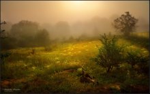 Dream Valley Oak - 2 / ***