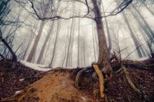 Frühling liegt in der geheimnisvollen Wald / ***