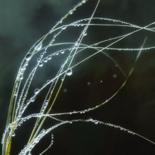 Bead / ***