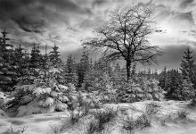 Winter in my country / Winter scene in the Hautes Fagnes, an area with hills and marshes in the highest part of Belgium.