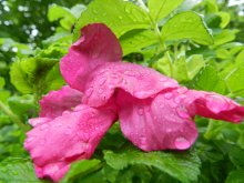 Nach dem Regen / ***