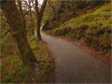 Forest Trail ...... / ***