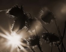 Distel / ***