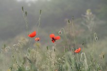 makro mikro Welt. / ***