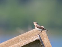 Steinschmätzer (ein junger Vogel) / ***