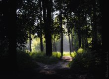 Rays / ...