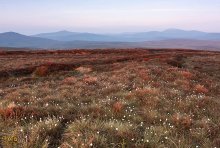 Dawn in Wicklow / ***
