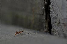 The wall / ***