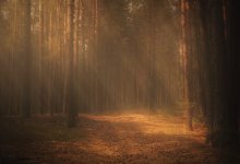 Im Wald / ***