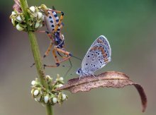 Hischnetsa und Kupfer-Schmetterling / ***