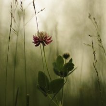 Mit Klee ... / .....................