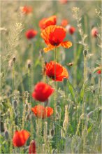 Sommer / ***