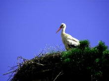 das ist vyrasli ....... / ***