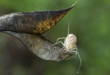 Pod und Spinne / ***