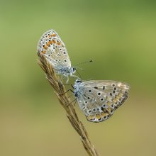 Ernennung auf spikelet / ***