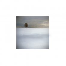  / landscape with a lonely tree