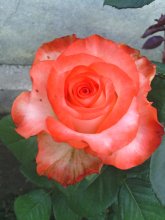 Rosette. / ***