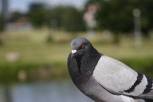 Vogel Taube / ***