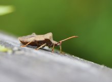 Beetle / ***