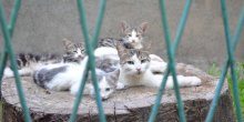 Die Katzenfamilie / ***
