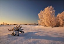Birken in Raureif / ***