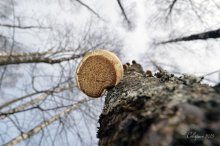 Wald / Nikon D3200