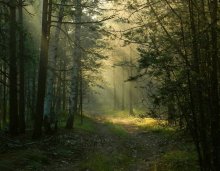 Im Wald / ***