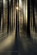 Winter-Wald / ***