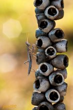 Wo verstauen versteckt? .. / ***