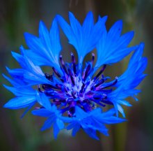 Kornblume / ***