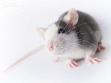 Bestanden die Prüfung für fotogen? / ***